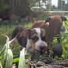 AURORA, chiot femelle Berger Créole