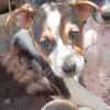 AURORA, chiot femelle Berger Créole
