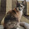 BABETH Chaton femelle type européen