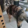 BABETH Chaton femelle type européen