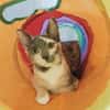 BABETH Chaton femelle type européen