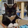 BAGHERRA, chaton femelle type européen