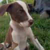 ASPEN, chiot femelle Berger Créole