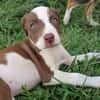 ASPEN, chiot femelle Berger Créole