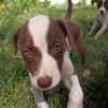 ASPEN, chiot femelle Berger Créole