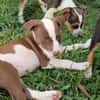 ASPEN, chiot femelle Berger Créole