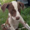 ASPEN, chiot femelle Berger Créole