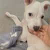YUKEE, chiot femelle Berger Créole