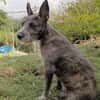 MILA, Chiot femelle Croisée Griffon