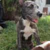 MILA, Chiot femelle Croisée Griffon