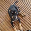 MYRTILLE, chiot femelle Croisée Beauceron