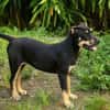MYRTILLE, chiot femelle Croisée Beauceron