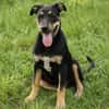 MYRTILLE, chiot femelle Croisée Beauceron