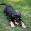 MYRTILLE, chiot femelle Croisée Beauceron