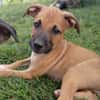 HUDSON, chiot mâle Berger Créole