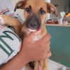 HUDSON, chiot mâle Berger Créole