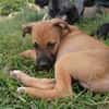 HUDSON, chiot mâle Berger Créole