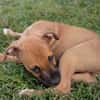 HUDSON, chiot mâle Berger Créole