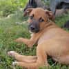 HUDSON, chiot mâle Berger Créole