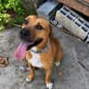 TYMAL, mâle junior Croisé Labrador