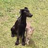 BOUBA, chiot Berger Créole mâle