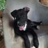NÉVÉ, chiot femelle croisée braque