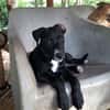 NÉVÉ, chiot femelle croisée braque