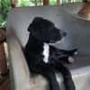 NÉVÉ, chiot femelle croisée braque