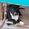 NINA, chiot femelle croisée Boxer & Labrador