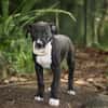 NINA, chiot femelle croisée Boxer & Labrador