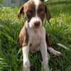 PAYTON, chiot femelle Berger Créole