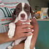 PAYTON, chiot femelle Berger Créole