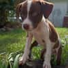 PAYTON, chiot femelle Berger Créole