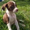 PAYTON, chiot femelle Berger Créole
