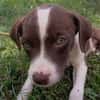 PAYTON, chiot femelle Berger Créole