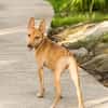 TIFIFI, chiot femelle Croisée pinscher