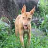 TIFIFI, chiot femelle Croisée pinscher