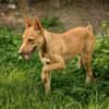 TIFIFI, chiot femelle Croisée pinscher