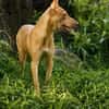 TIFIFI, chiot femelle Croisée pinscher