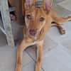 TIFIFI, chiot femelle Croisée pinscher