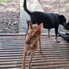 TIFIFI, chiot femelle Croisée pinscher