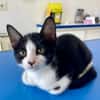 CHARMA, chaton femelle type européen