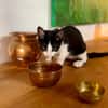 CHARMA, chaton femelle type européen