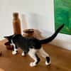 CHARMA, chaton femelle type européen
