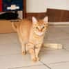 PRALINE, Chatte type européen