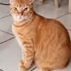 PRALINE, Chatte type européen