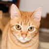PRALINE, Chatte type européen