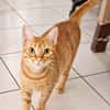 PRALINE, Chatte type européen