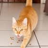 PRALINE, Chatte type européen