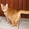 PRALINE, Chatte type européen